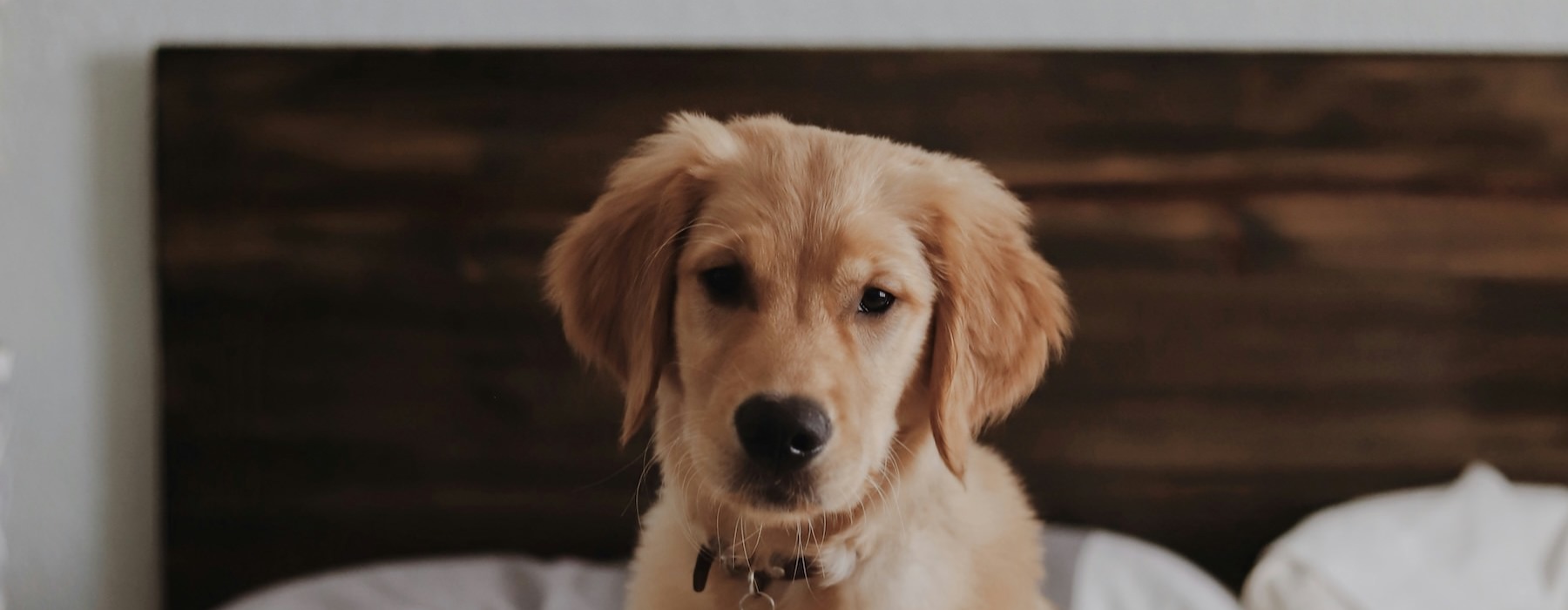 a dog sitting in a dog bed