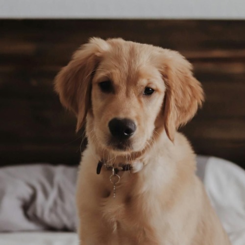 a dog sitting on a bed